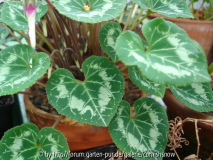 persicum - Blätter - Blumenzwiebelhändle
