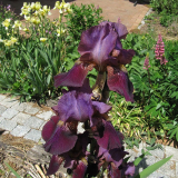 Iris unbekannt