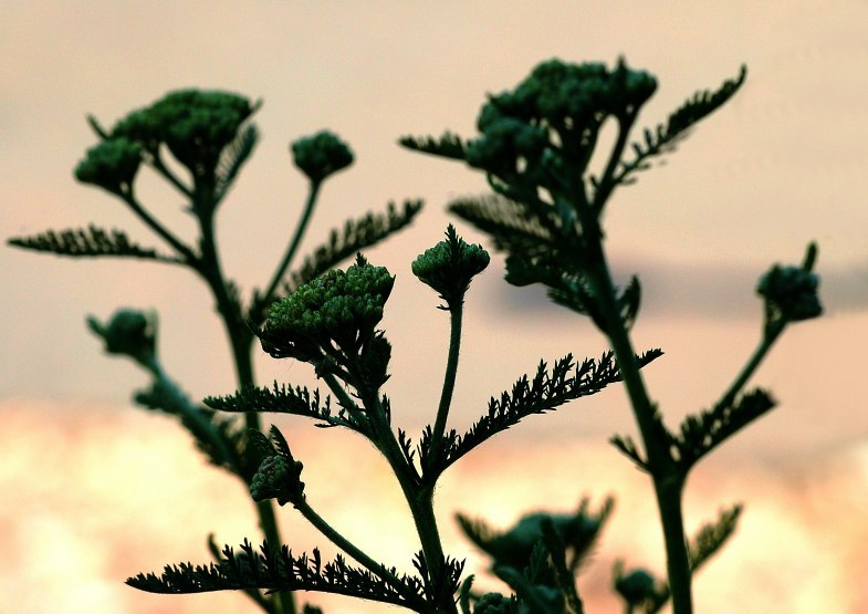 Achillea 1