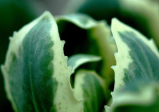 Sedum