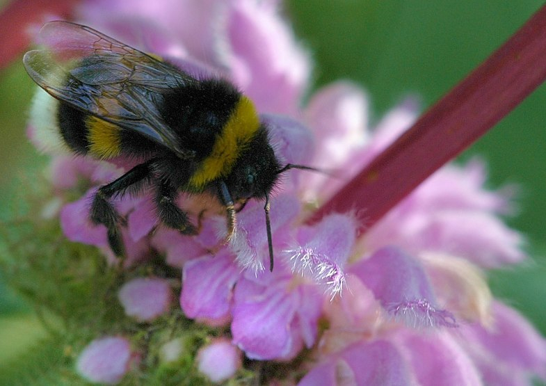 Phlomis 6