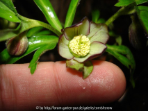 Helleborus croaticus