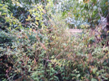 aa