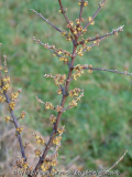 shepherdia-argentea-3.JPG