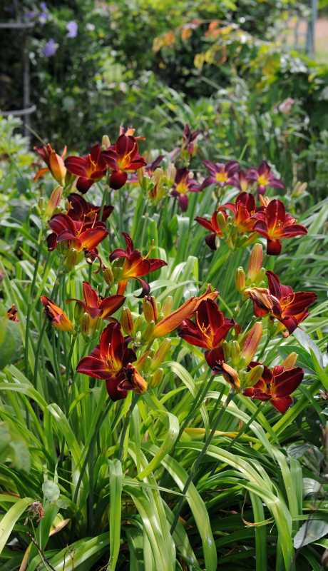 Hemerocallis 'Berlin Velvet'