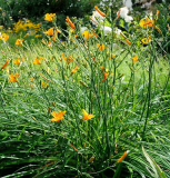 Hemerocallis 'From China With Love'