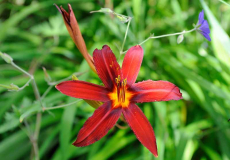 Hemerocallis 'Crimson Pirate'