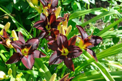 Hemerocallis 'Dancing In The Rain'