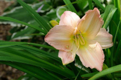 Hemerocallis 'Peach Dust'