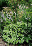 Hosta undulata albomarginata