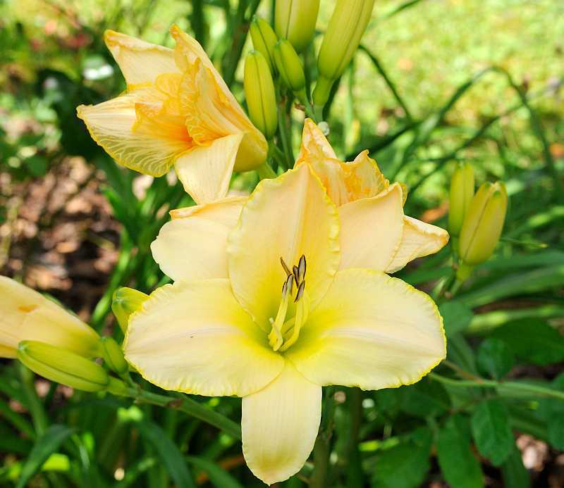 Hemerocallis 'Sahnebaum'