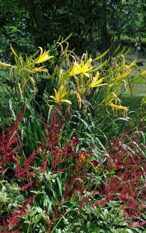 Hemerocallis thunbergii