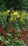 Hemerocallis thunbergii