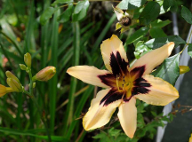 Hemerocallis 'Wild Horses'