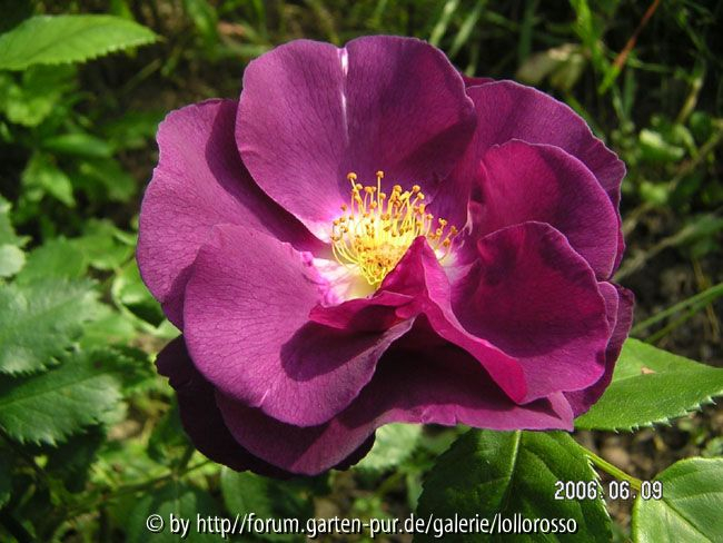Rhapsody in Blue - Blüte