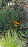 Hemerocallis 'From China With Love'2