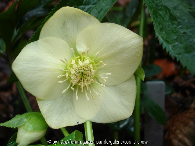 Helleborus x orientalis - gelb - Schmiemann-Hybride