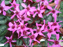 Cyclamen alpinum - von oben