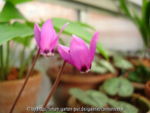 Cyclamen pseudoibericum