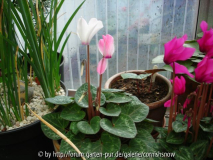 Cyclamen persicum - Kulturform 'Chimäre'