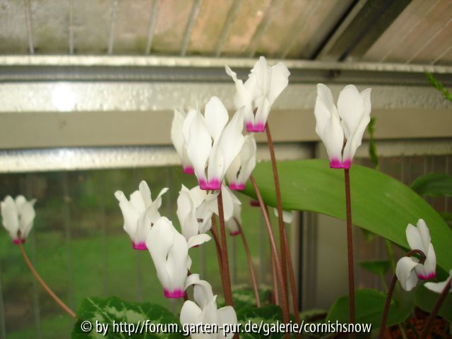 Cyclamen persicum - Naturform