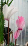 Cyclamen persicum - Kulturform 'Chimäre'