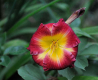 Hem 'Chinese Chariot'