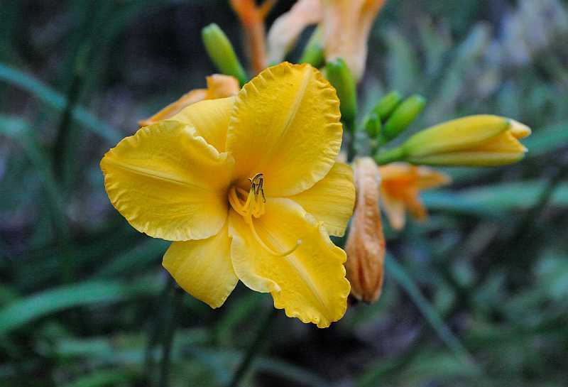 Hem 'Golden Tycoon'