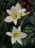 Hem 'Ice Carnival'
