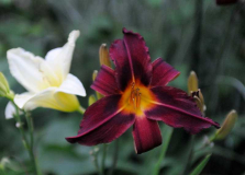 Hem 'Missouri Royalty'