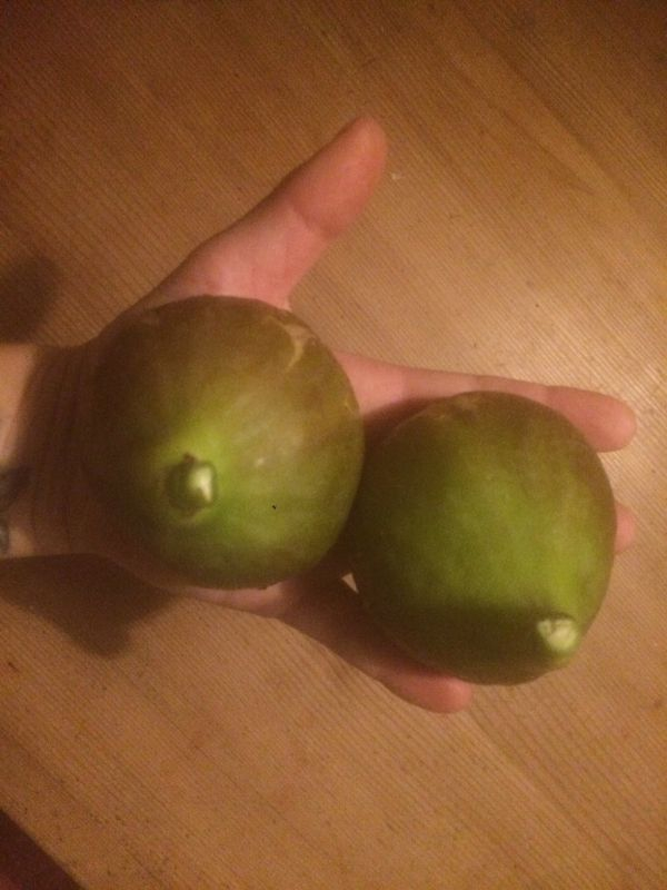 feigenjagd1