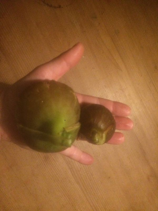 feigenjagd2