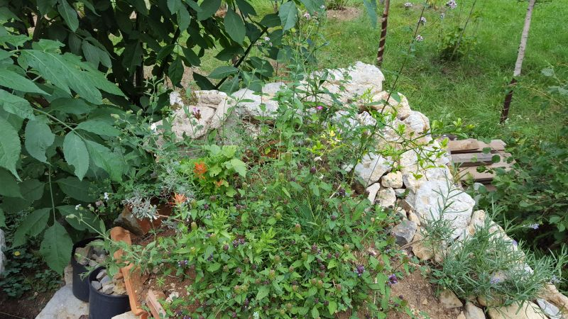Castilleja miniata 2020 Freiland Standort