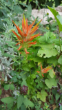 Castilleja miniata 2020 Freiland Detail