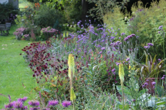Kniphofia Green Jade im Beet
