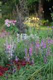 Rudbeckia 'Cherry Brandy' in guter Gesellschaft