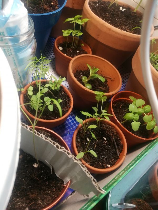 Dill, Duftblumen, Basiliken, Petersilie, Brutpflanze