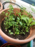 Duftblumenmischung