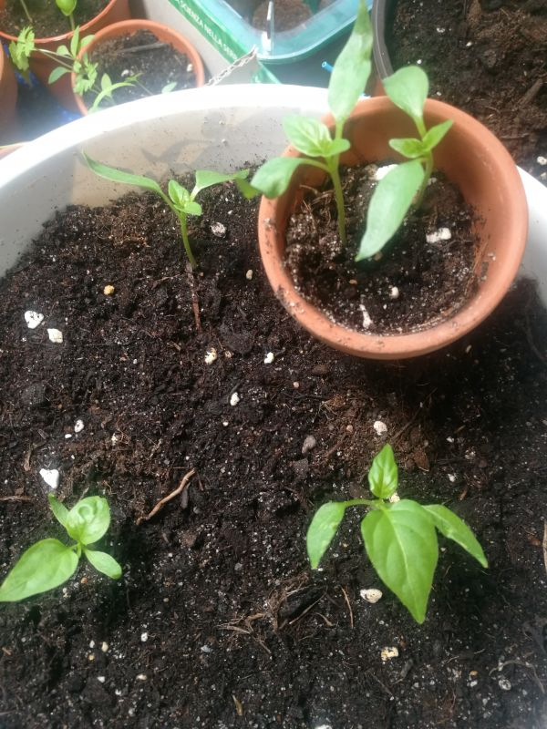 Chilli