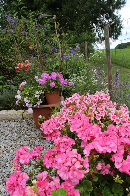 Pelargonienparade Terrasse