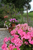 Pelargonienparade Terrasse