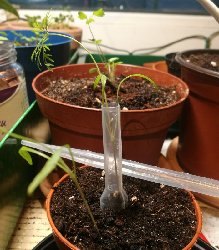 Dill-Stützhilfe