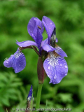 Iris sibirica
