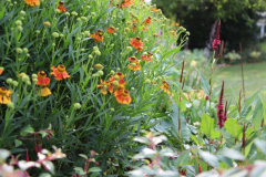 Helenium, Bistorta und Fuchsien