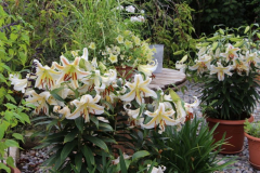 Lilien im Topfgarten