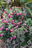 Fuchsien und Sedum