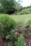 Helenium Fuchsia 2