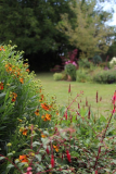 Helenium Fuchsia