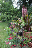 Fuchsienkindergarten mit Eucomis 