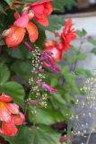 Begonie und Salvia 'Wendy's Wish'